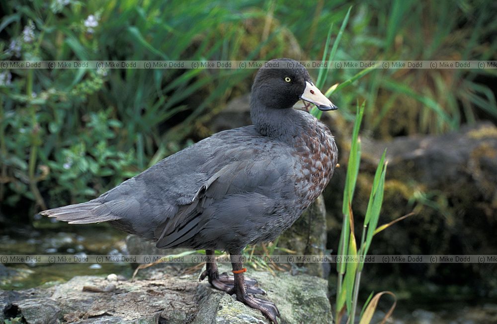 Hymenolaimus malacorhynchos Blue duck