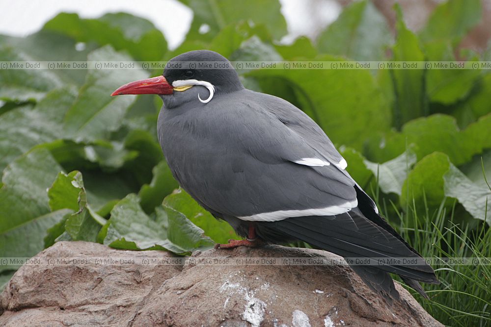 Larosterna inca Inca tern