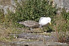 Larus argentatus Herring gull adult feeding young