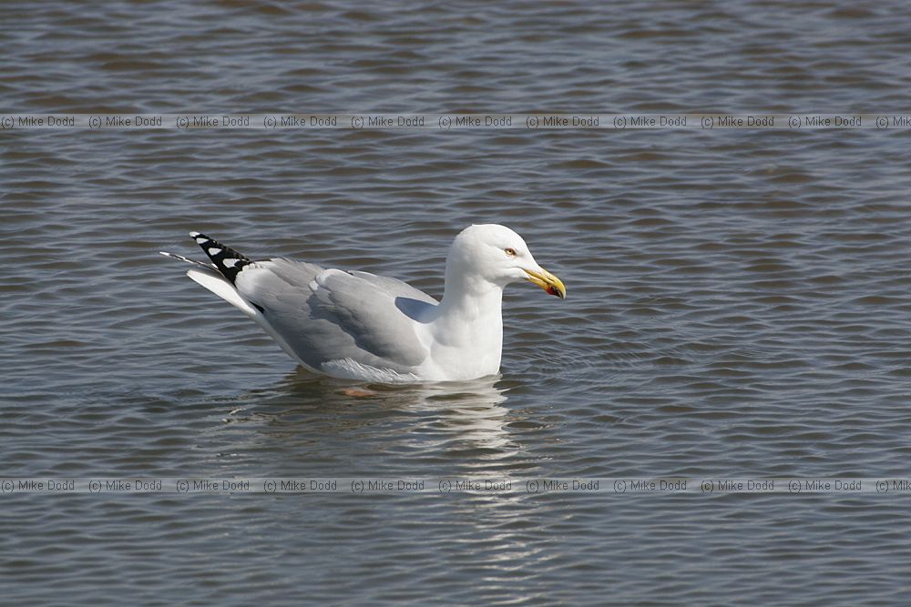 Larus argentatus Herring Gull