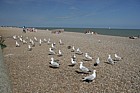 Larus argentatus Herring Gull on beach waiting for food from holidaymakers