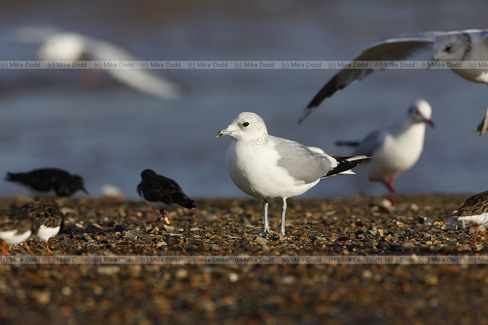 Larus canus Common gull