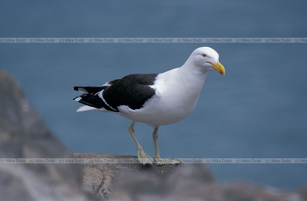 Larus dominicanus Southern black-backed gull otago peninsula