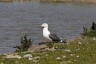 Larus fuscus Lesser black-backed gull