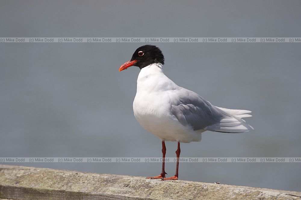 Larus melanocephalus Mediterranean Gull