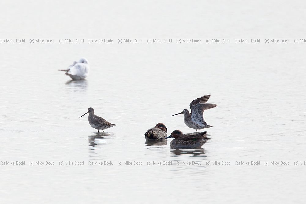Limnodromus scolopaceus Long-billed Dowitcher