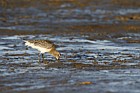 Limosa lapponica Bar tailed godwits