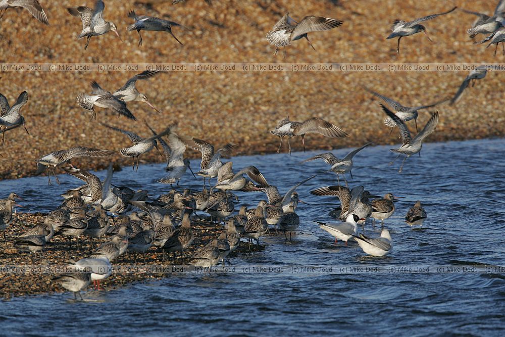 Limosa lapponica Bar tailed godwit