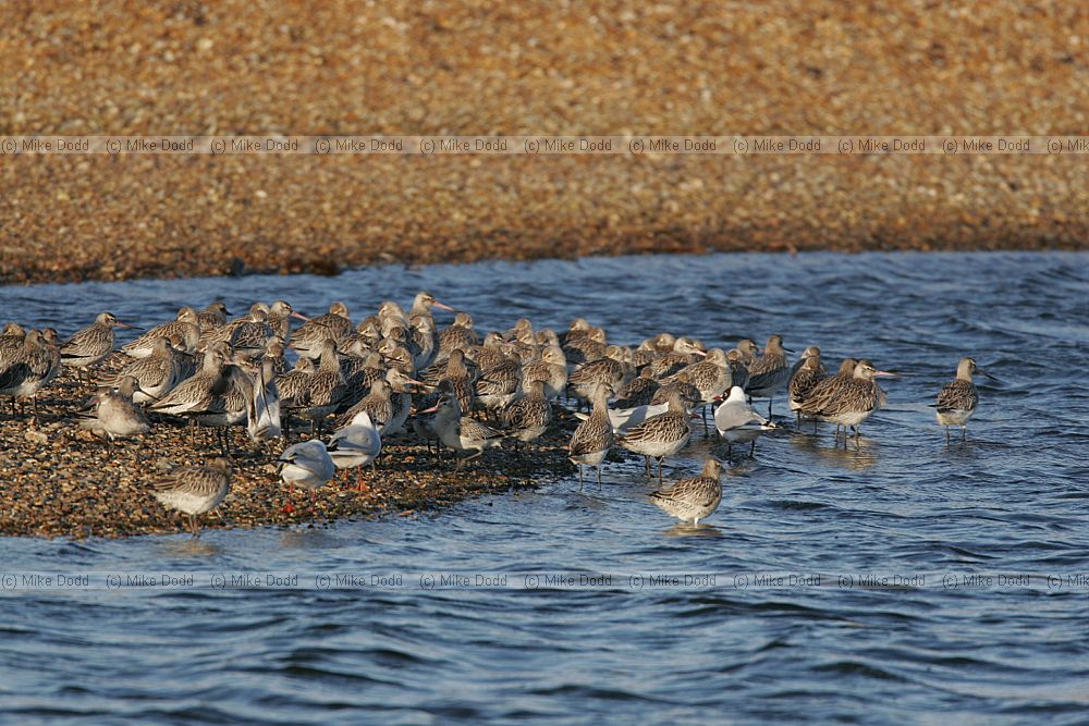 Limosa lapponica Bar tailed godwit