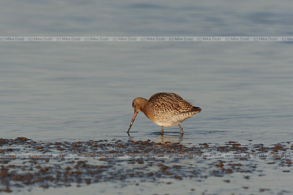 Limosa lapponica Bar tailed godwit