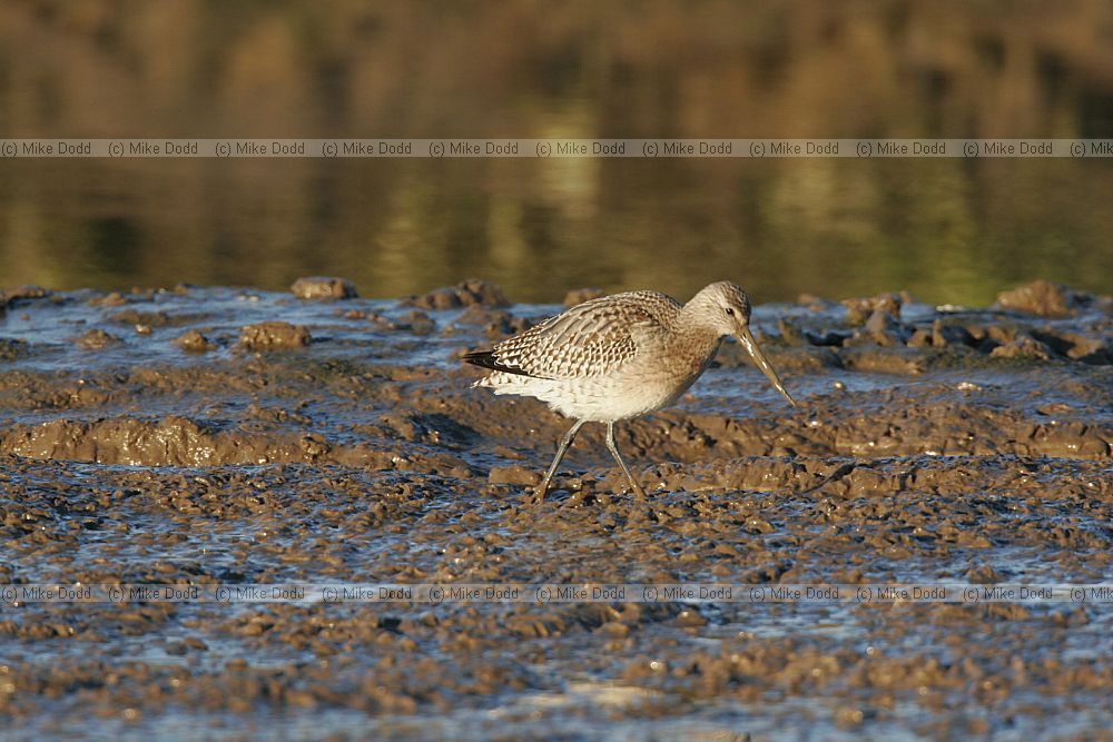 Limosa lapponica Bar tailed godwit