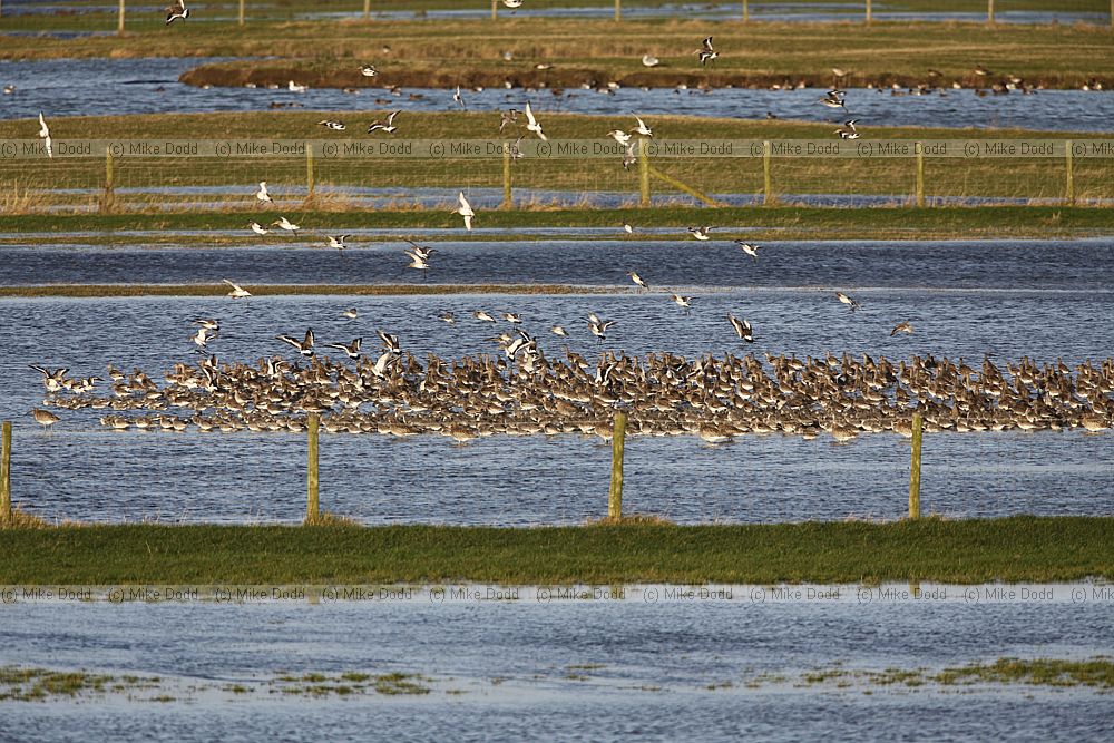 Limosa limosa Black-tailed Godwit and Calidris canuta Knot