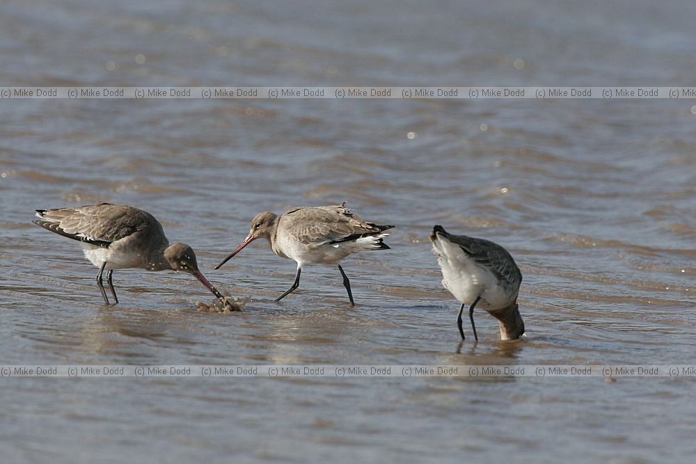 Limosa limosa Black-tailed godwits