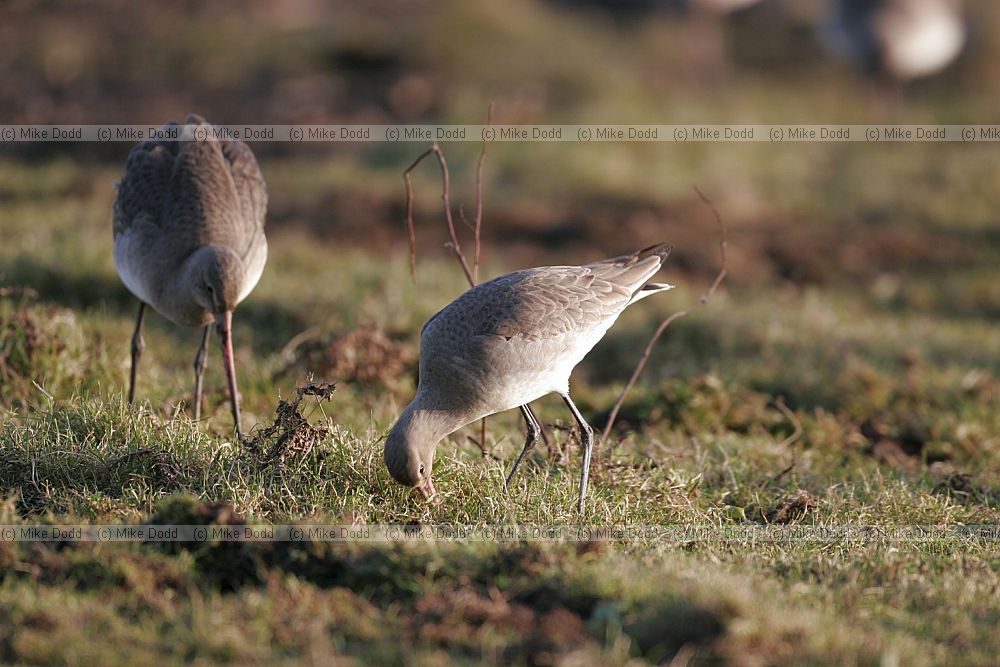 Limosa limosa Black-tailed godwits
