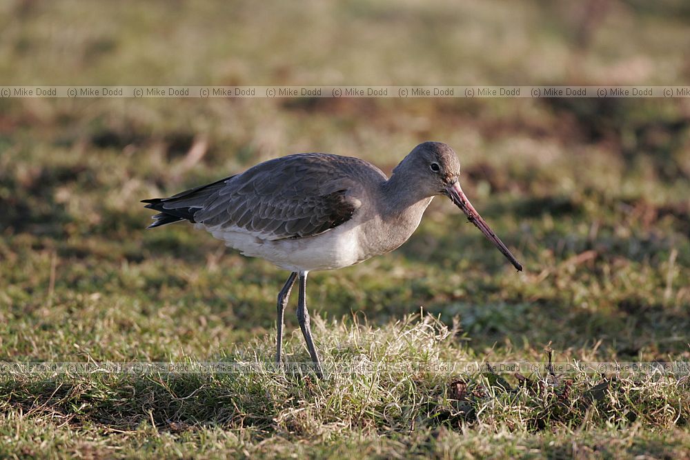 Limosa limosa Black-tailed godwits