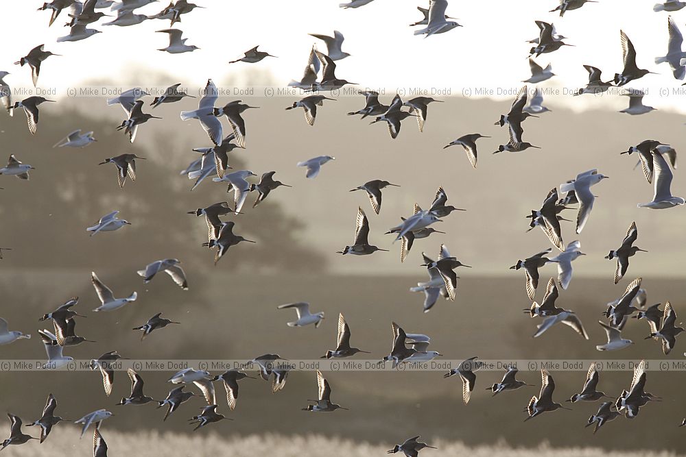 Limosa limosa Black-tailed Godwit