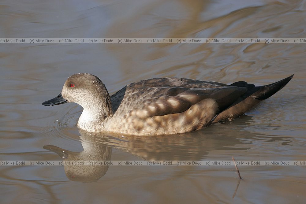 Lophonetta specularioides specularioides Patagonian Crested duck