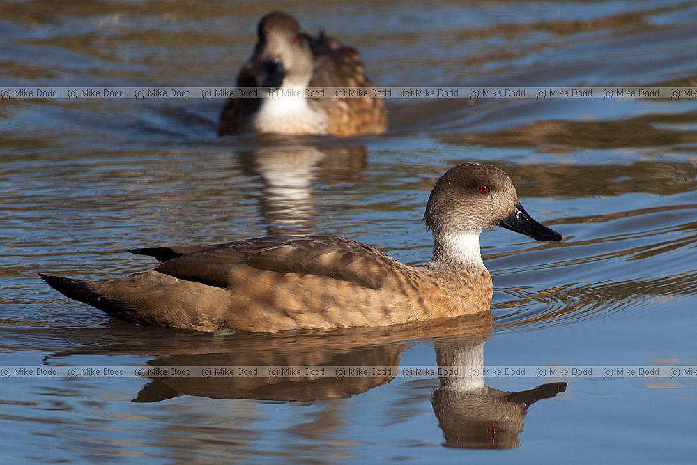 Lophonetta specularioides specularioides Patagonian Crested duck