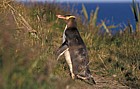 Megadyptes antipodes Yellow eyed penguin Otago peninsula