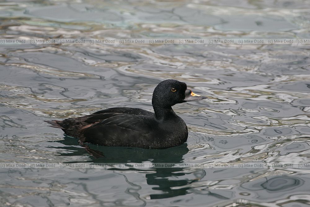 Melanitta americana Black scoter