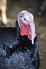 Meleagris gallopavo Norfolk Black Turkey
