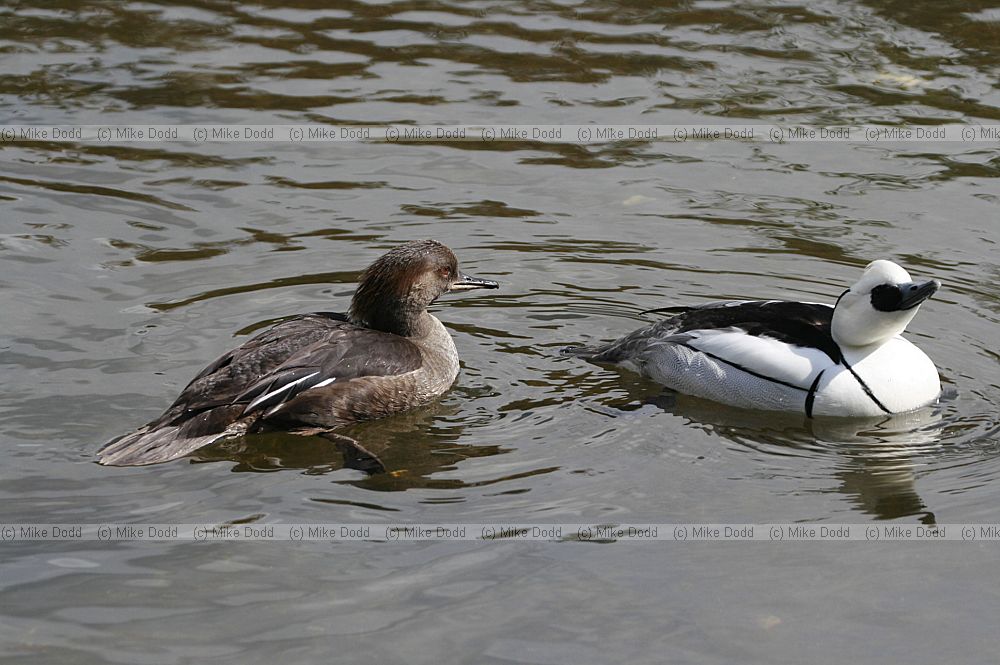 Mergus albellus Smew