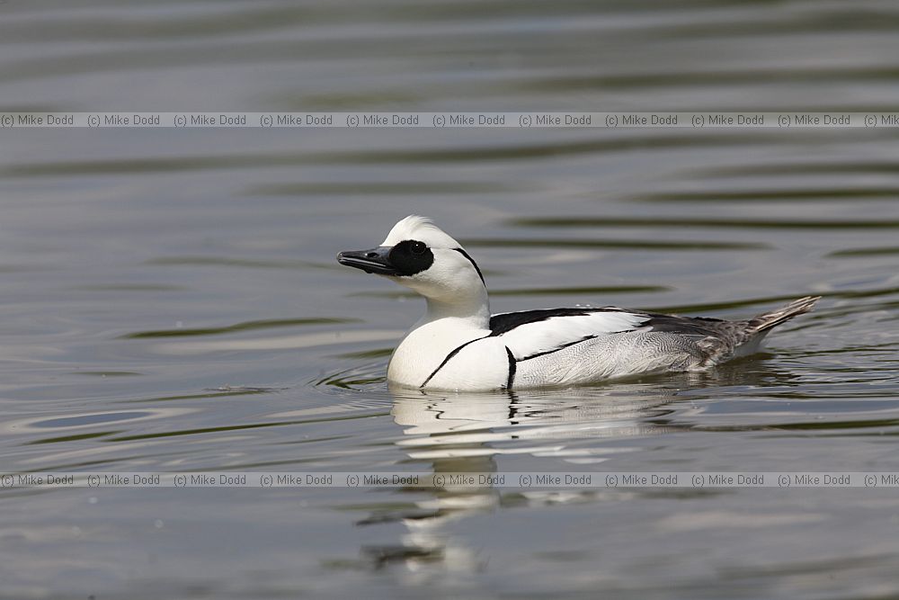 Mergellus albellus Smew