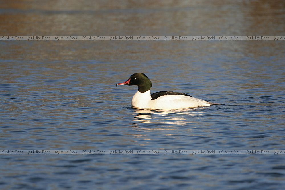 Mergus merganser Goosander