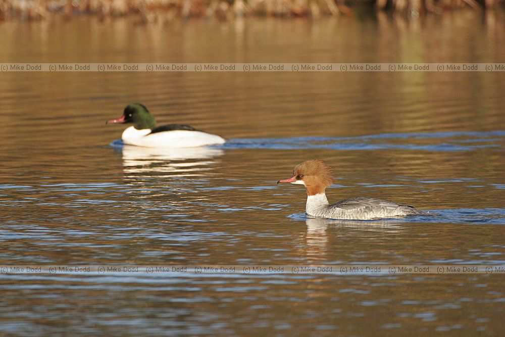 Mergus merganser Goosanders