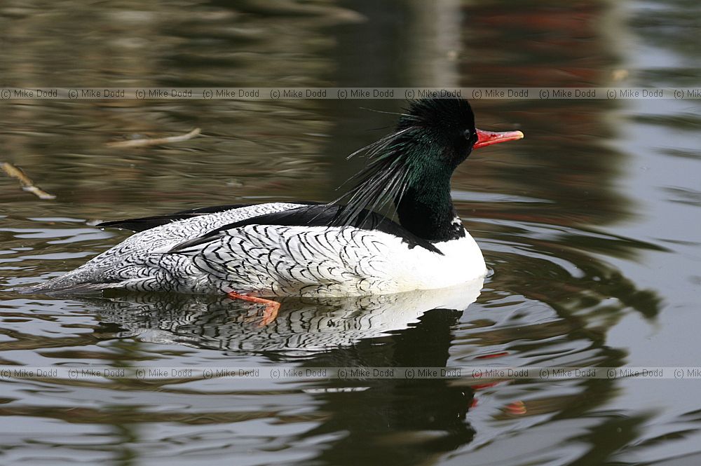 Mergus squamatus Chinese Merganser