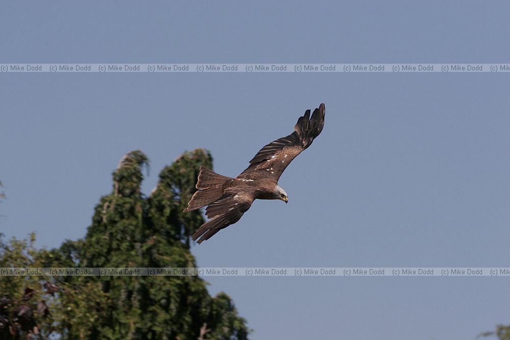 Milvus migrans Black kite