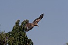 Milvus migrans Black kite