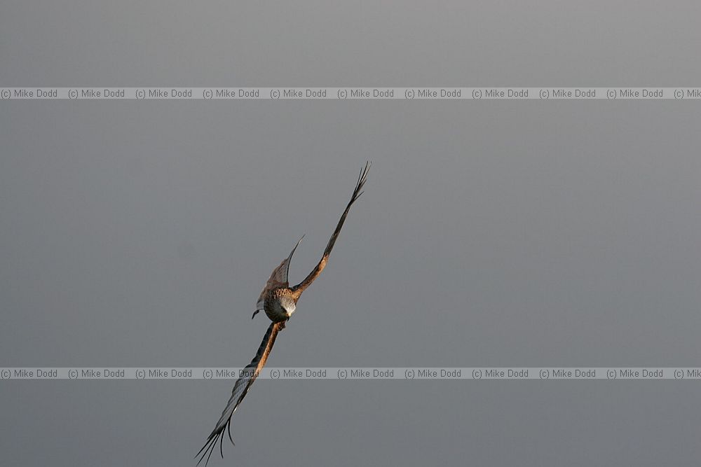 Milvus milvus Red Kite