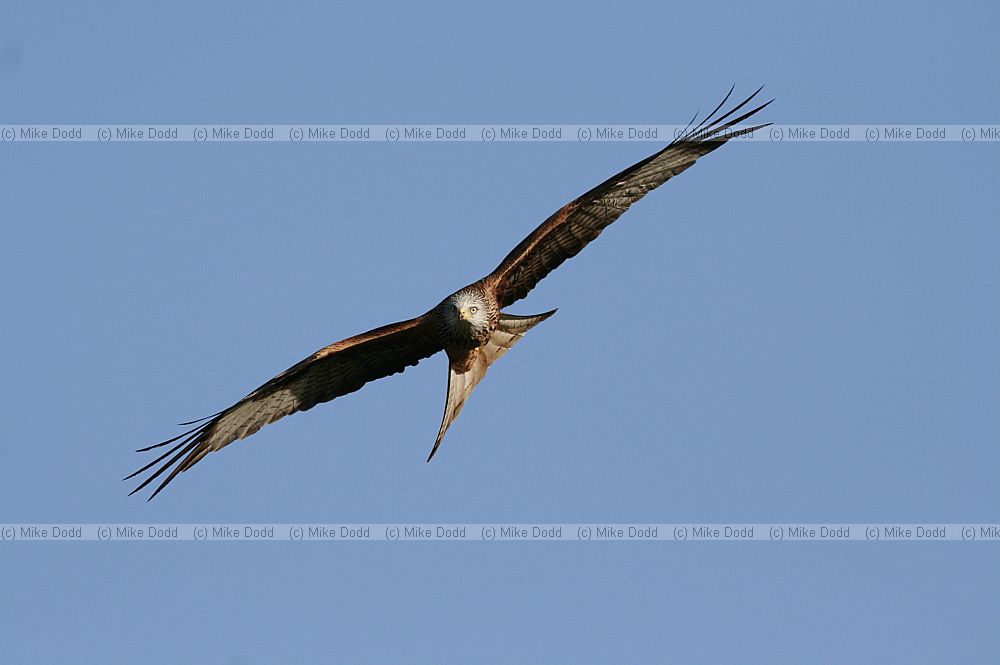 Milvus milvus Red Kite