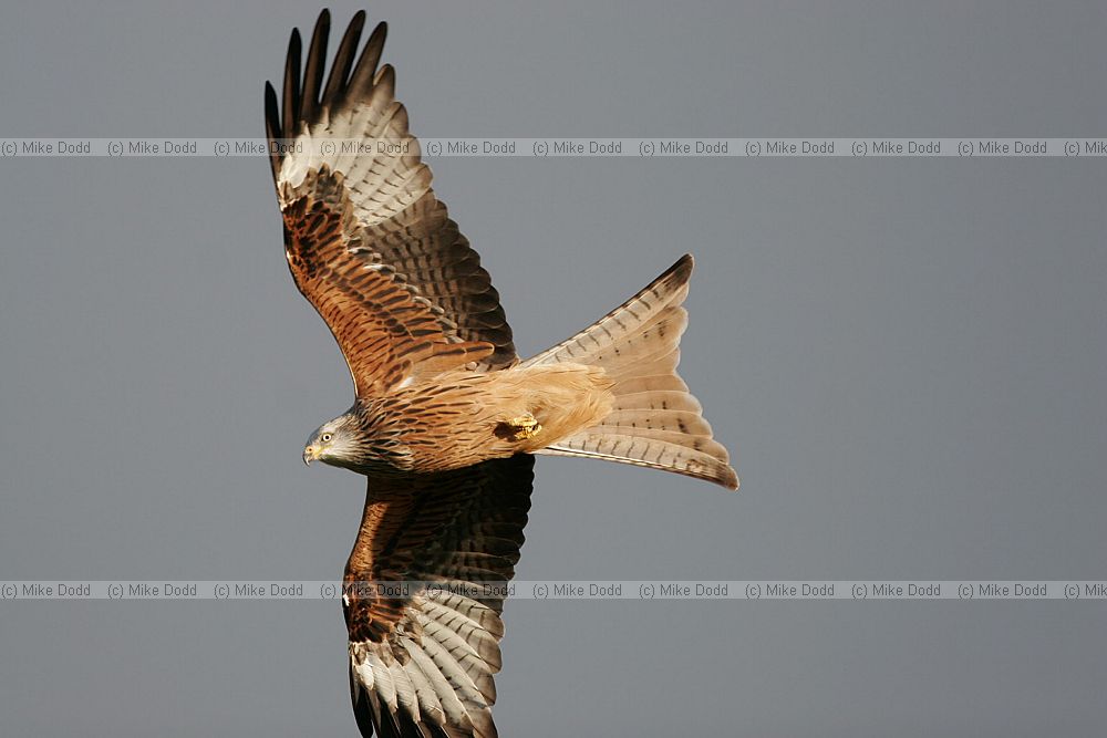 Milvus milvus Red Kite