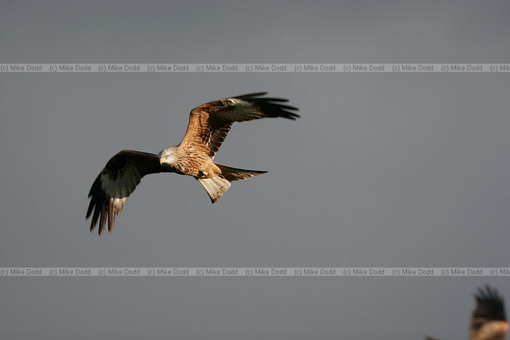 Milvus milvus Red Kite