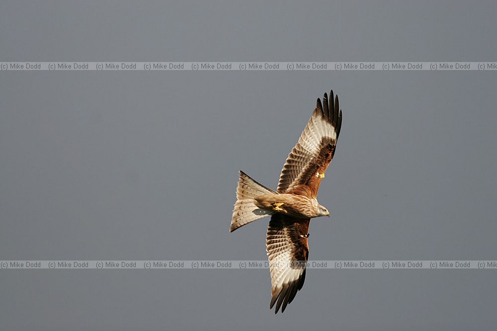 Milvus milvus Red Kite