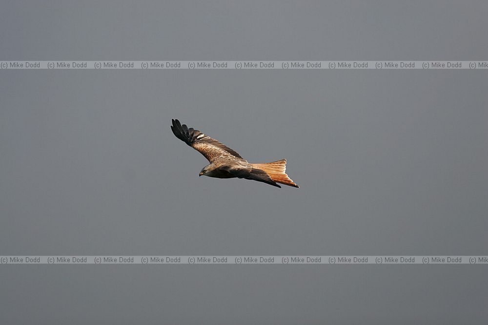 Milvus milvus Red Kite