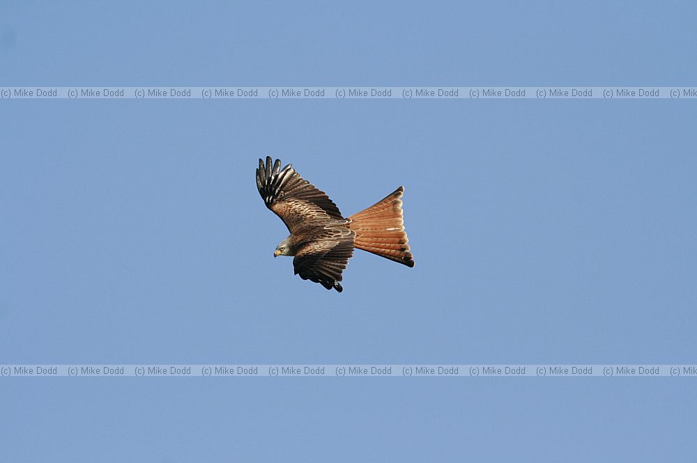 Milvus milvus Red Kite