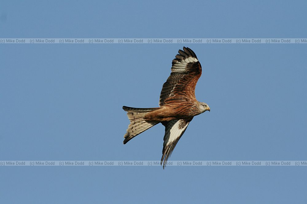Milvus milvus Red Kite