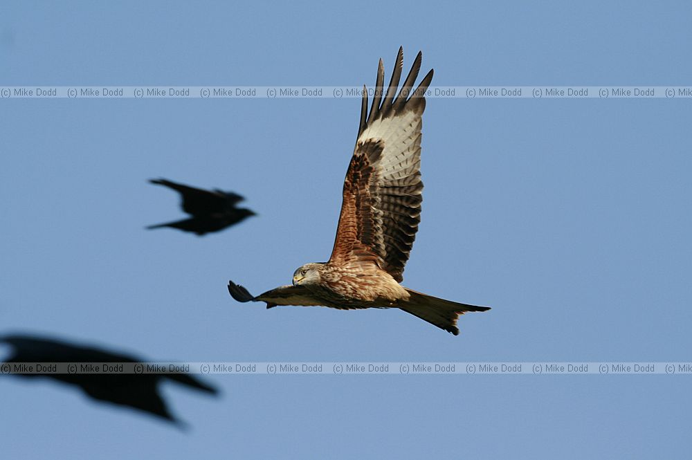 Milvus milvus Red Kite