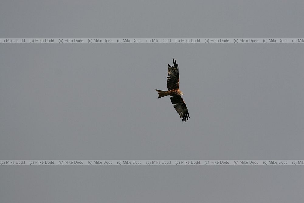 Milvus milvus Red Kite