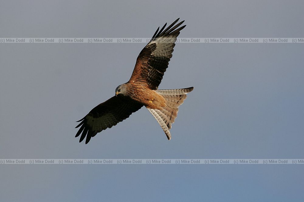 Milvus milvus Red Kite