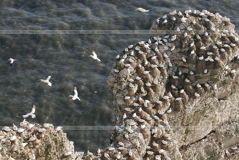Morus bassanus Gannets