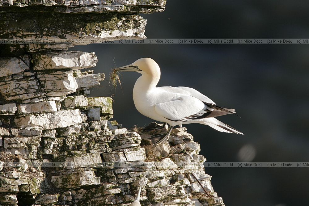 Morus bassanus Gannet with nesting material at Bempton cliffs