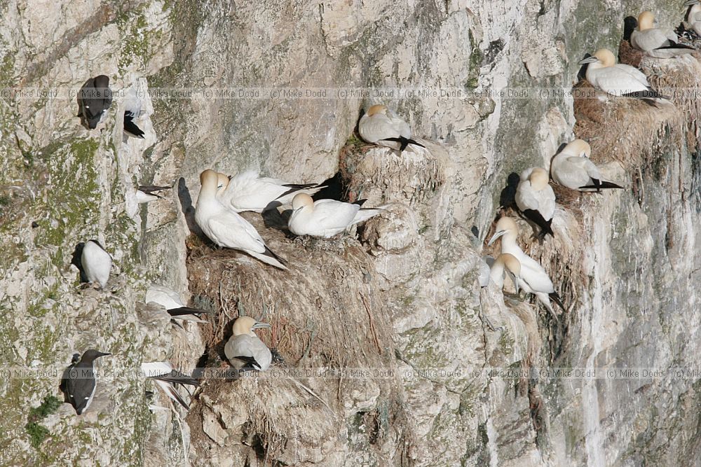 Morus bassanus Gannets