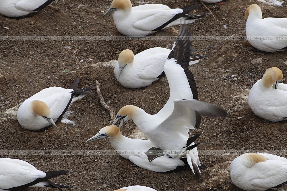Morus serrator Australasian Gannet