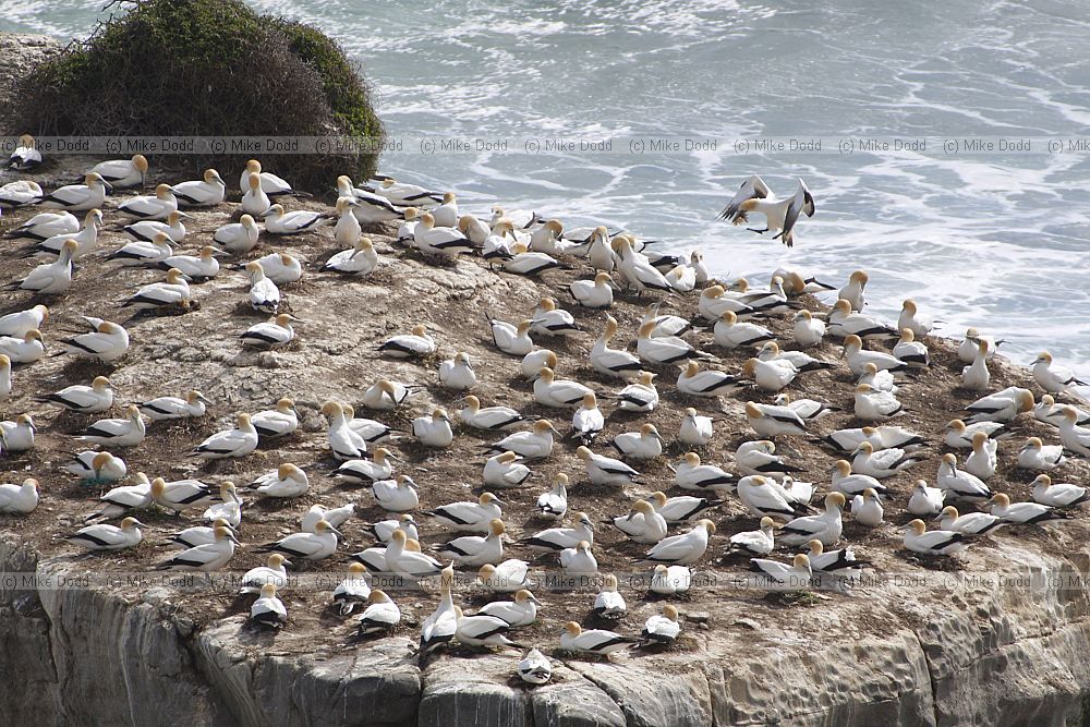 Morus serrator Australasian Gannet