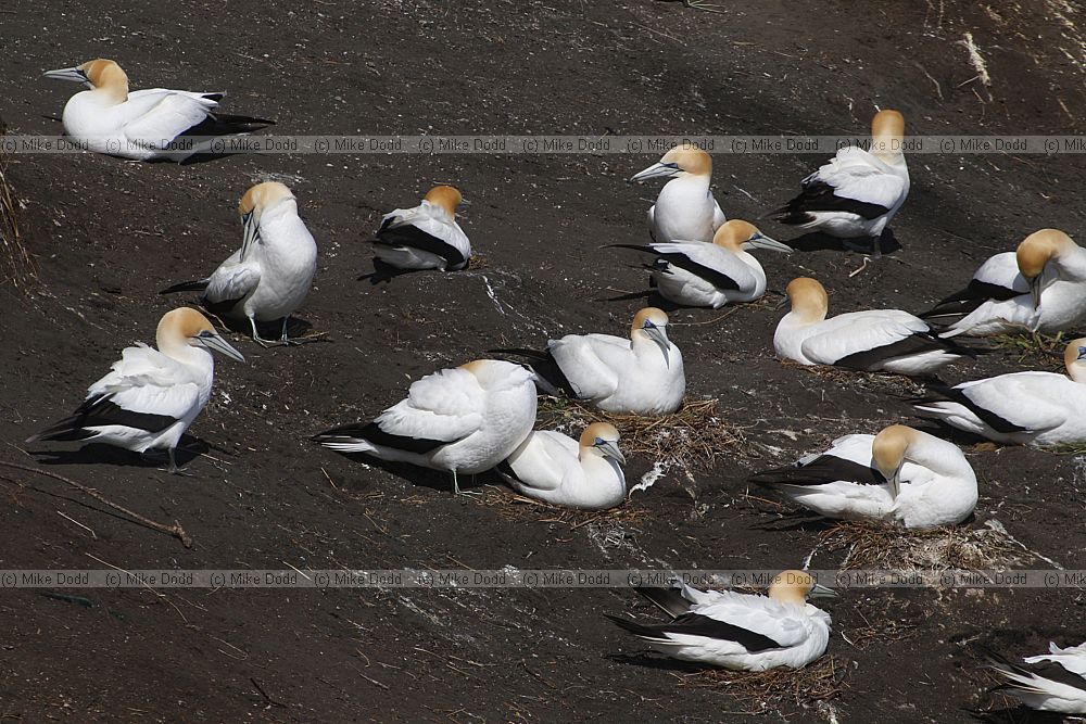 Morus serrator Australasian Gannet