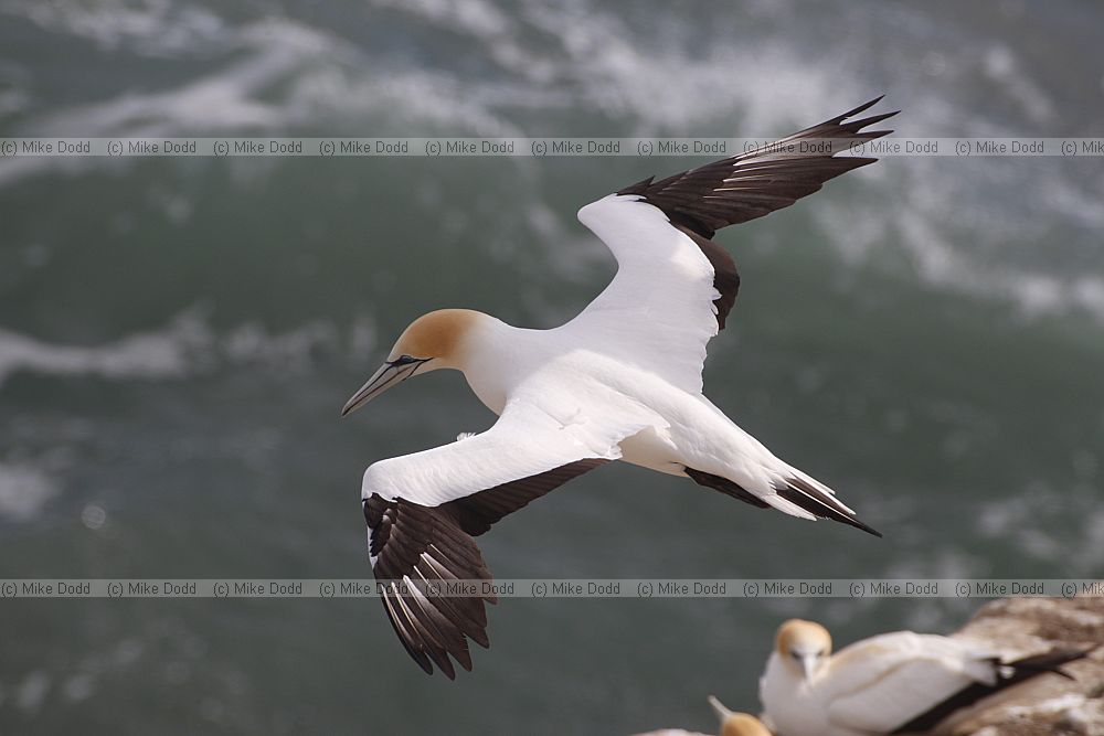 Morus serrator Australasian Gannet